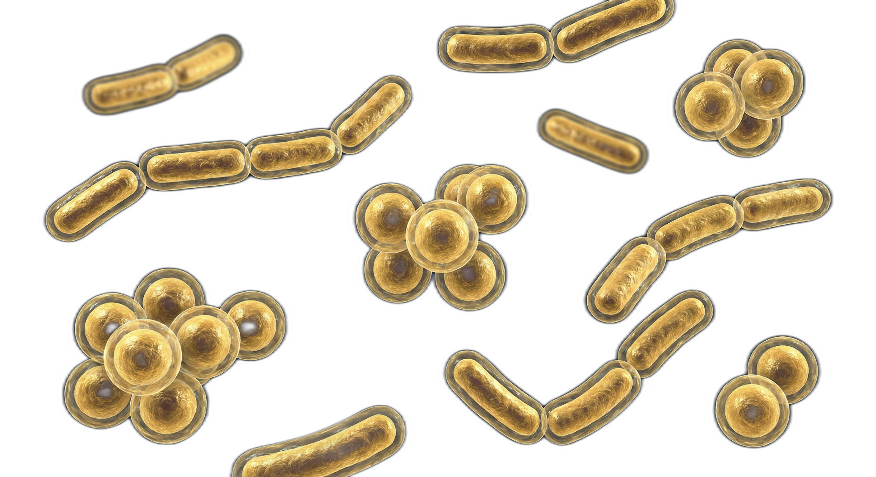 Bacterial Strains