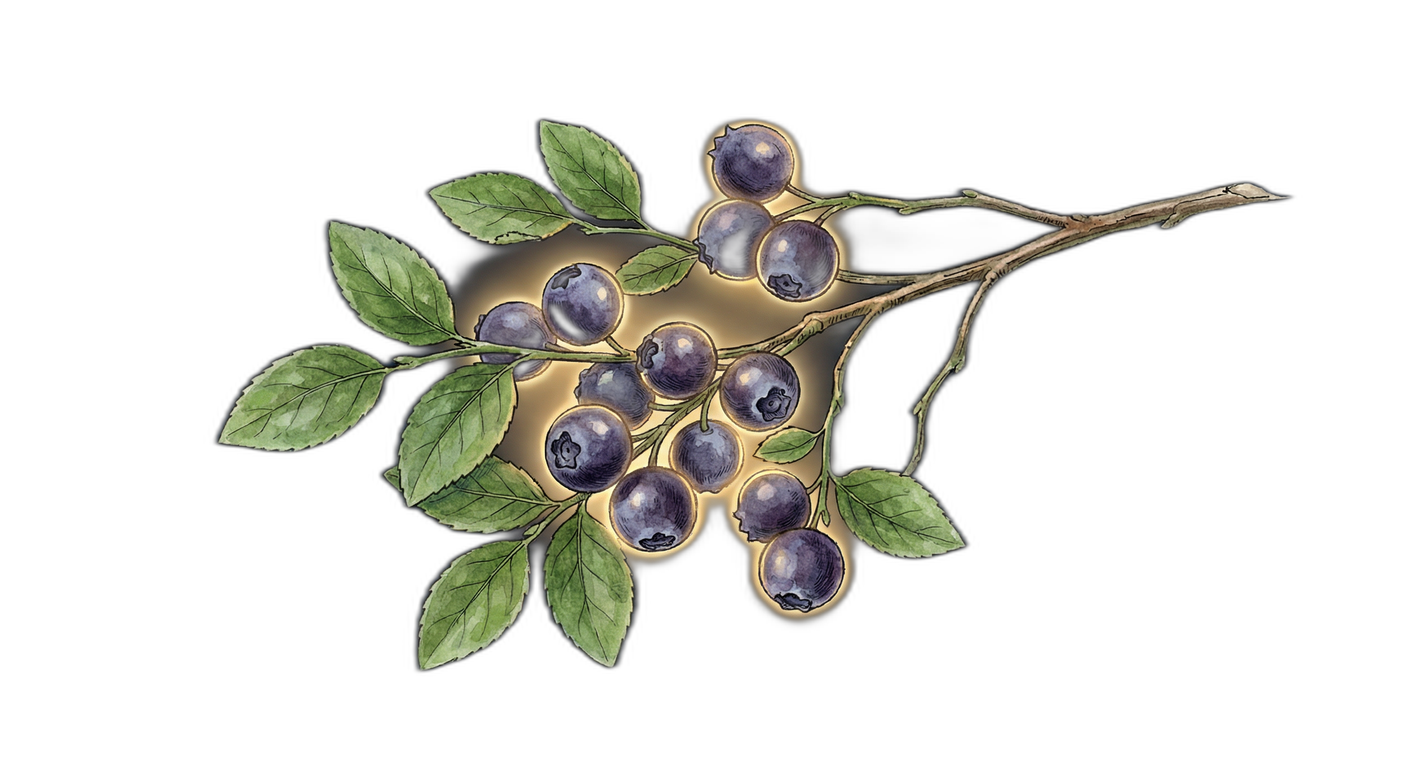 Bilberry Fruit Extract